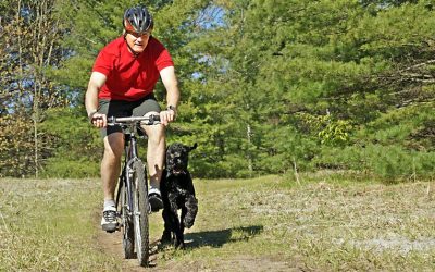 Experience Reliable Care And Daily Joy From Your Local New York Dog Walker