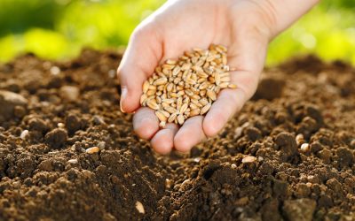 Tips to Maximize Results When Using Fire Ant Bait in Your Home and Garden