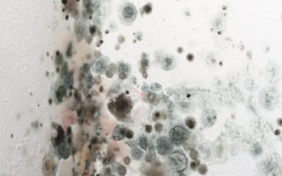 Homeowner Benefits of Mold Remediation in Orland Park, IL for Healthier Living